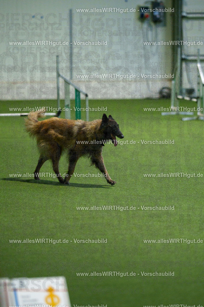 7R507911 | Professionelle Tierfotografie in Mönchengladbach von Daniel Wirth (allesWIRTHgut). Liebevolle & natürliche Bilder von Hunden & Katzen für unvergessliche Erinnerungen.