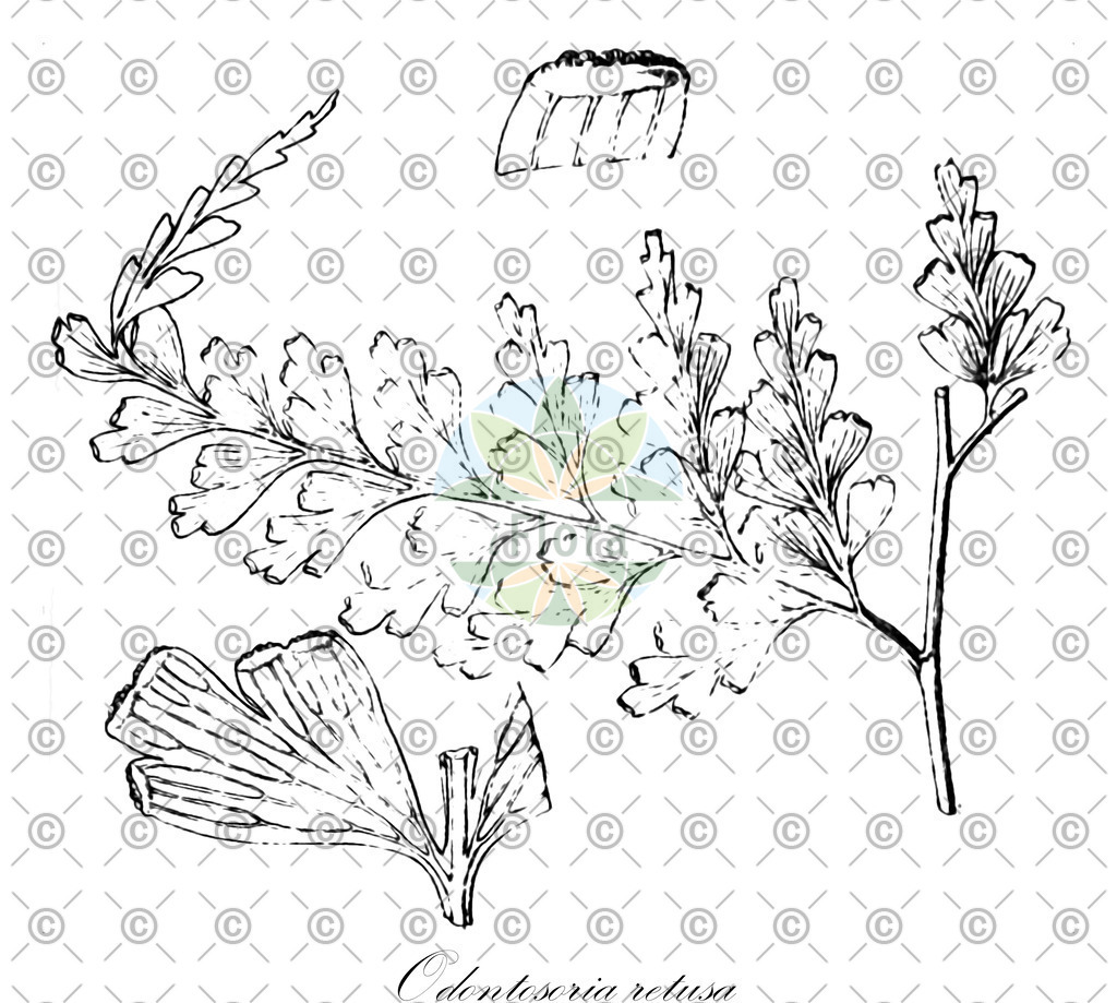 HistAbb_wfo-0000753949_1_ENZY_Simple | Historische Abbildung von Odontosoria retusa - Lindsaeaceae | Historical Illustration of Odontosoria retusa - Lindsaeaceae