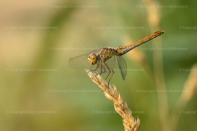 202240 | Tierfotografie, Tierkalender, Tierbilder, Insekten, Spinnen, Vögel, Schmetterling, Libellen, Leinwand, Colorkey, Qualität, Geschenkartikel, Geschenk - Realisiert mit Pictrs.com