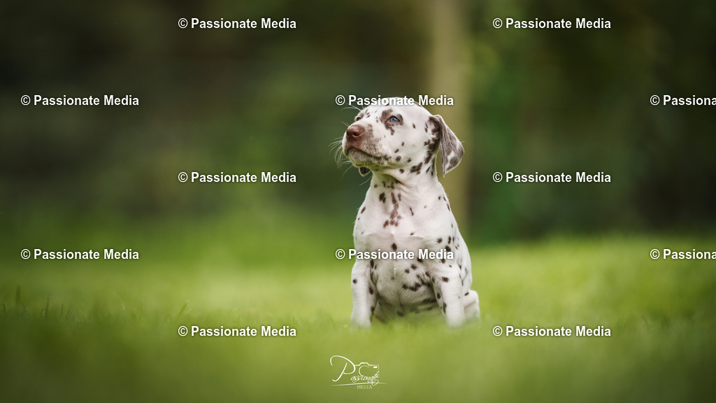 DSC05041 | Passionate Media, dein Fotograf aus Brandenburg, Märkisch Oderland, im Bereich Motorsport, Autos und Motorräder sowie Events und auch Hunde. Shootings oder auch Eventbegleitungen können bei mir gebucht we