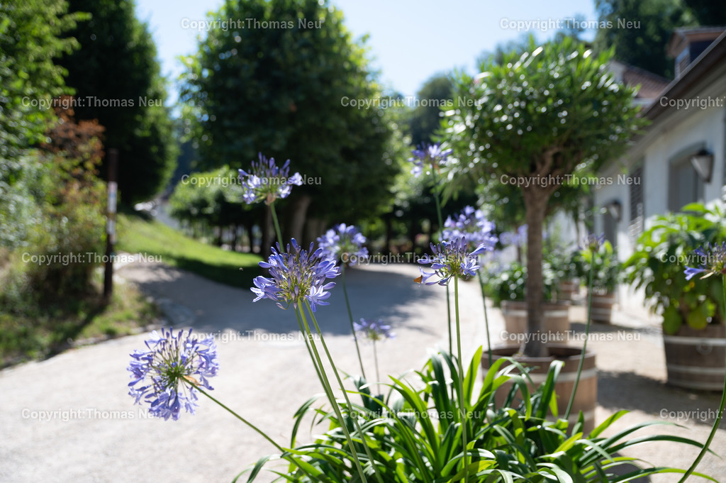 DSC_9273 | Der Staatspark Fürstenlager in Bensheim Auerbach, an der hessischen Bergstraße- ist ein wunderschöner Landschaftspark nach englischen Vorbild. Es war die Sommerresidenz der Darmstädter Fürstenfamilie die hier das "einfache Landleben" genossen. Zu jeder Jahreszeit kann man das Fürstenlager als Ausflugsziel empfehlen. Im Herrenhaus ist eine Gastronomie untergebracht. Im Sommer findet auf der Bühne vor der großen Wiese ein Opern-Air statt, 