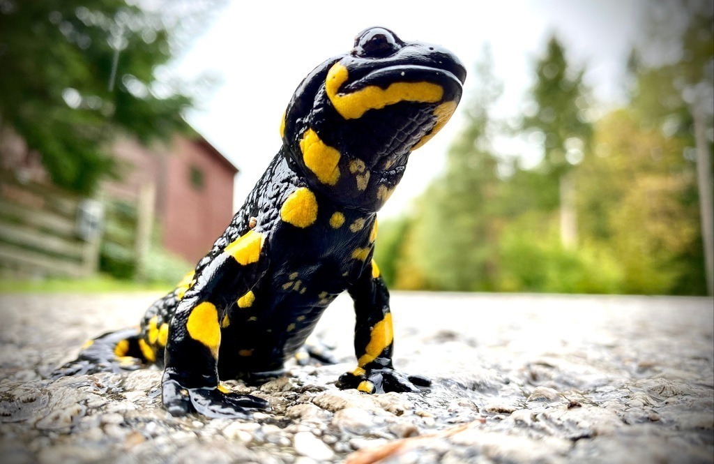 Feuersalamander | BILDER AN DIE WAND                                                verschönern sie ihr Büro, ihre Praxis oder ihre viel Wände zu Haus  - Realisiert mit Pictrs.com