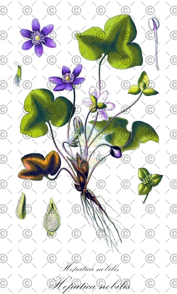 HistAbb_wfo-0000719962_1_ENZY_Simple | Historische Abbildung von Hepatica nobilis - Ranunculaceae (Gewöhnliches Leberblümchen) | Historical Illustration of Hepatica nobilis - Ranunculaceae (liverleaf;herb trinity)