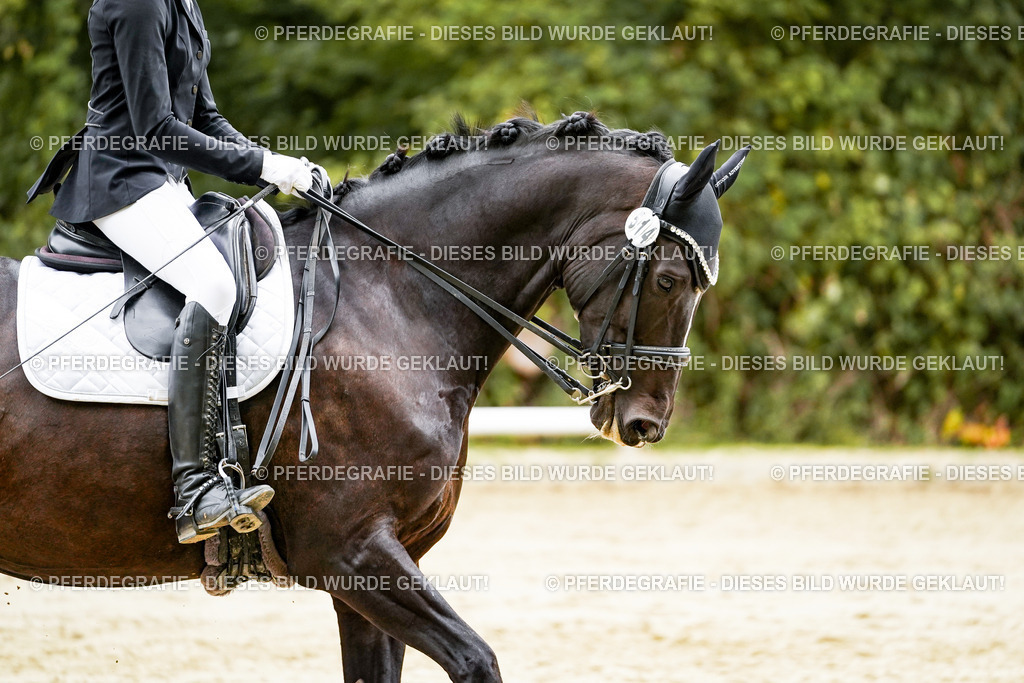 DSC04009 | Pferdegrafie