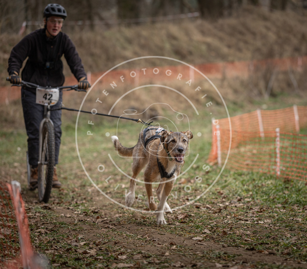 Pfotenfotografie_DV3A0576 | Hundefotografie, Tierfotograf, Pfotenfotografie, Fotoshooting Hund, Hunde Portrait, Hundesport, Hundeportraits, Heideshooting, Hunde, Sportfotograf, Hundefotograf, Turnierhundsport, THS,  - Realisiert mit Pictrs.com