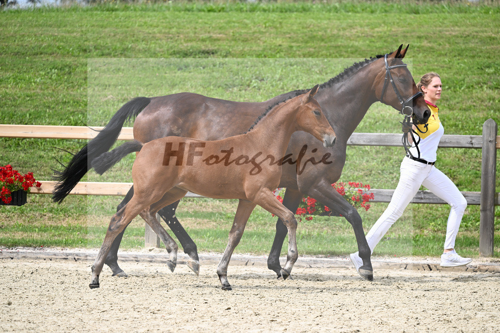 Kat-Nr. 14 SF Conrad de Hus x Stalypso_Fesl_28230291 | hf-fotografie - Realizzato con Pictrs.com