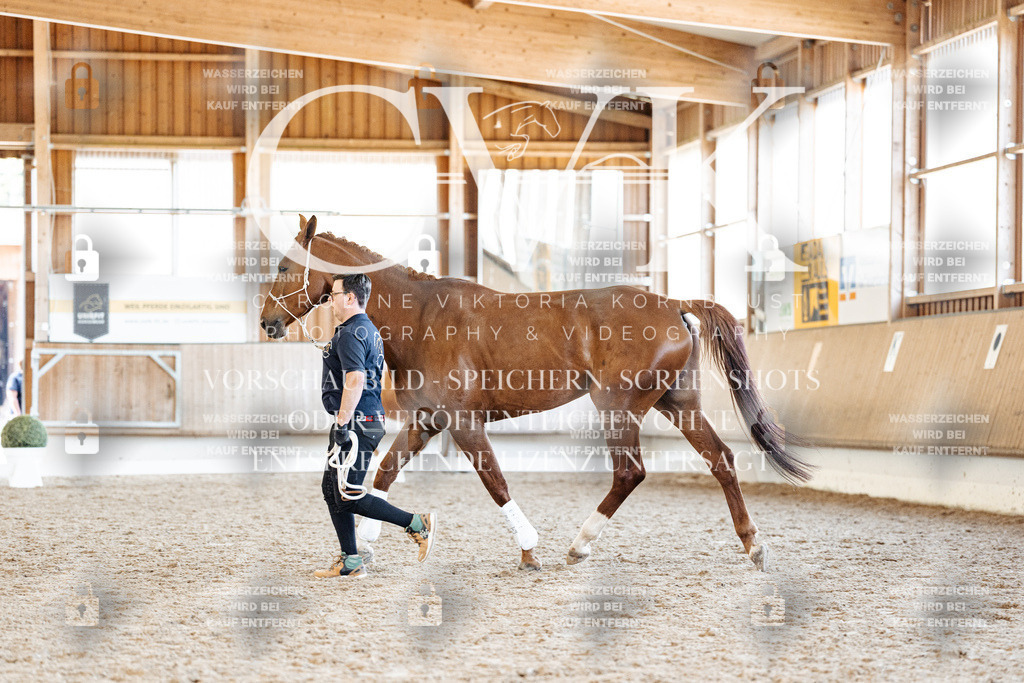 CK906664 | Turnierfotografie Pferdefotografie Trier Rheinland-Pfalz Pferdesport Reitsport Tierfotografie Sportfotografie Pferdevideo Pferdevideografie Equestrianvideography equestrianphotography  - Realisiert mit Pictrs.com