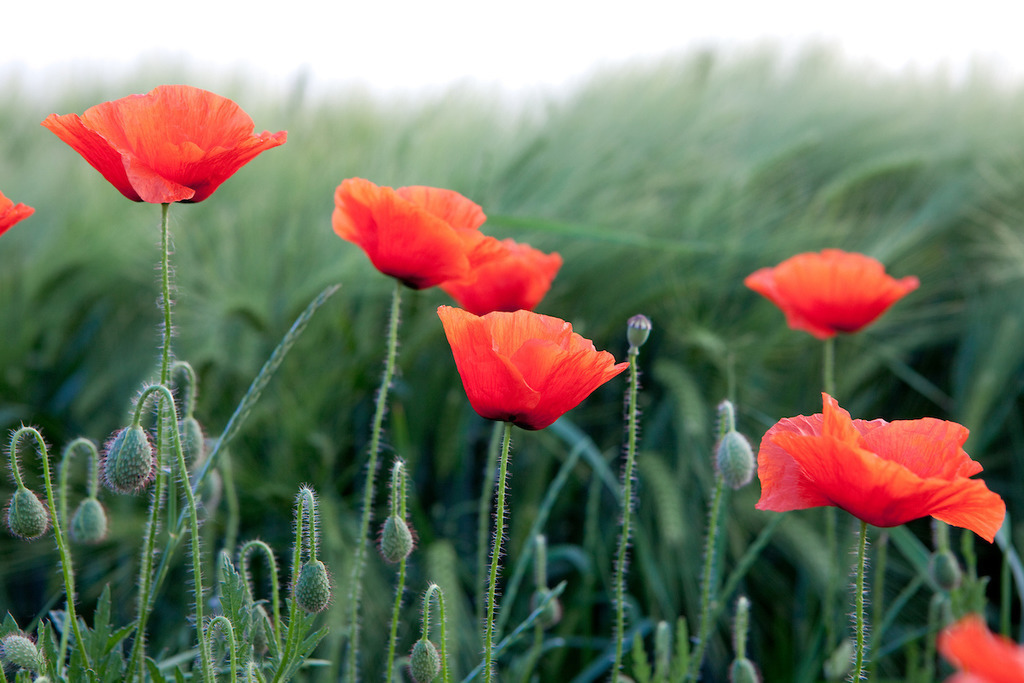 170530-001 | Europa, DEU, Deutschland, NRW, Nordrhein-Westfalen, Niederrhein, Rheinland, Waldfeucht, Naturraum Selfkant, Klatschmohn, Mohn, Mohnbluete, Kategorien und Themen, Natur, Umwelt, Pflanzen, Pflanzenkunde, Botanik, Biologie, Natur, Naturfoto, Naturfotos, Naturfotografie, Naturphoto, Naturphotographie, Landschaft, Landschaften, Landschaftsfoto, Landschaftsfotografie, Landschaftsphoto, Landschaftsphotographie

[Fuer die Nutzung gelten die jeweils gueltigen Allgemeinen Liefer-und Geschaeftsbedingungen. Nutzung nur gegen Verwendungsmeldung und Nachweis. Download der AGB unter http://www.image-box.com oder werden auf Anfrage zugesendet. Freigabe ist vorher erforderlich. Jede Nutzung des Fotos ist honorarpflichtig gemaess derzeit gueltiger MFM Liste - Kontakt, Uwe Schmid-Fotografie, Duisburg, Tel. (+49).2065.677997, ..archiv@image-box.com, www.image-box.com] - Realisiert mit Pictrs.com