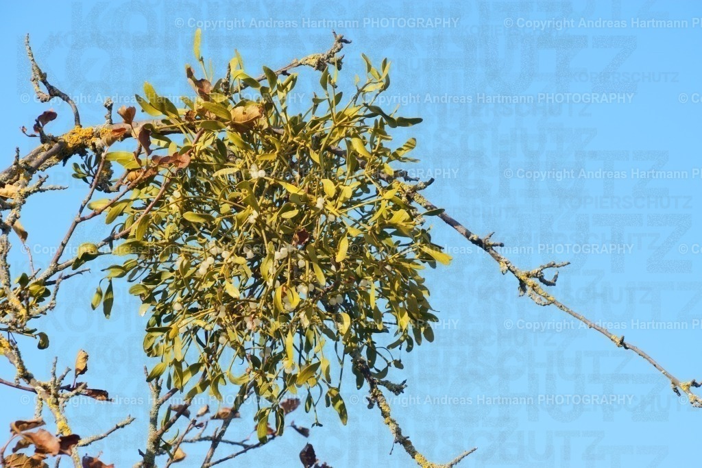 Mistel im Apfelbaum | Mistel im Apfelbaum - Realisiert mit Pictrs.com