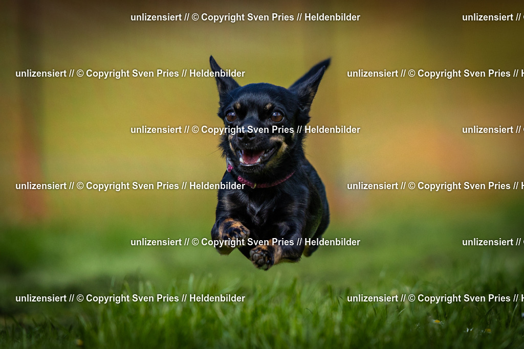 Sven Pries | 2025-04-13 - Hunderennen Baden-Baden - Realisiert mit Pictrs.com