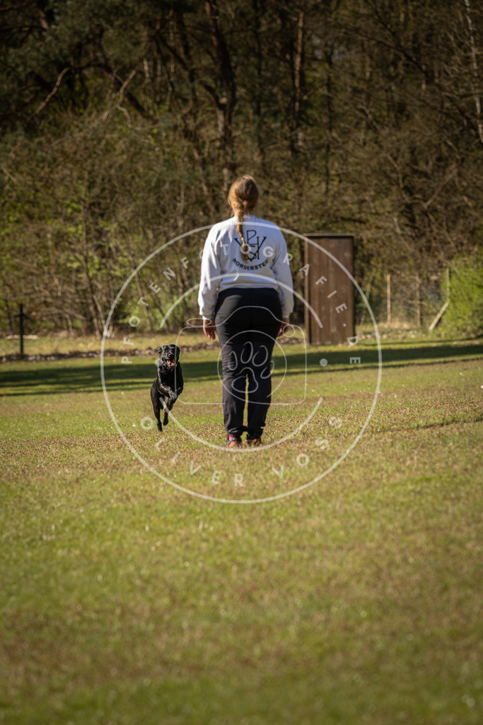 Pfotenfotografie_DV3A0257 | Hundefotografie, Tierfotograf, Pfotenfotografie, Fotoshooting Hund, Hunde Portrait, Hundesport, Hundeportraits, Heideshooting, Hunde, Sportfotograf, Hundefotograf, Turnierhundsport, THS,  - Realisiert mit Pictrs.com