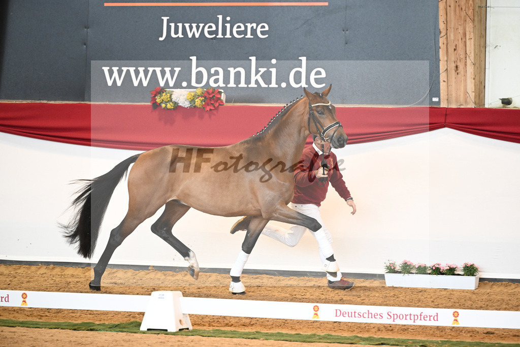 Kat-Nr. 32 Galaxy x Sungold_Lehner_43230397 | hf-fotografie - Realisiert mit Pictrs.com