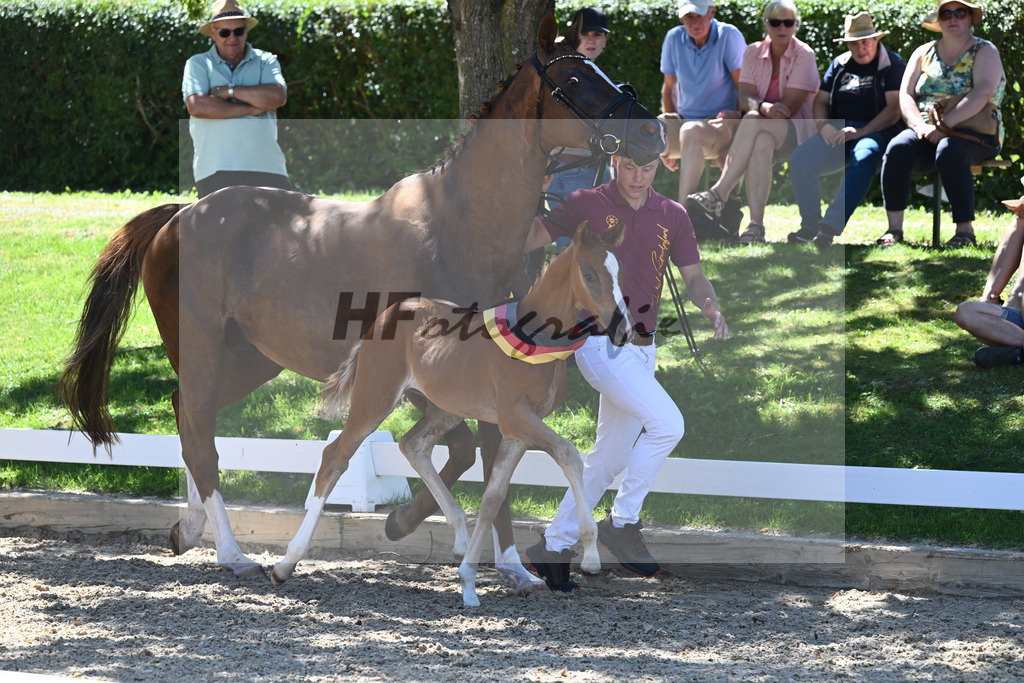 Kat-Nr. 43 SF DSP Va Bene x Quaterback_Kloessinger_27230764 | hf-fotografie - Realisiert mit Pictrs.com