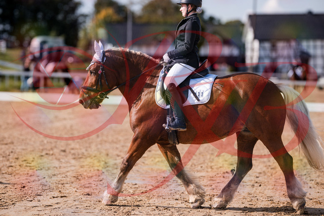 2026_10_03_Siefer-Hof_130214_Z81_55617702 | Professionelle Reitsport-, Turnier- und Eventfotografie von Robert Broda. Galerien mit ausgewählten und bearbeiteten Bildern direkt online ansehen und bestellen.