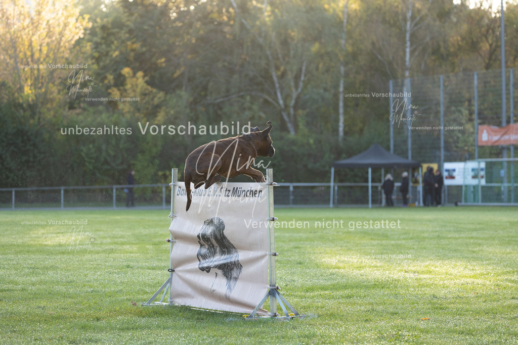 _16A6014 | Einzigartige Fotos von Hunden & Menschen –Actionfotos, Portraits, Vereinsaufnahmen & Paarshootings – authentisch, lebendig & mit Herz.