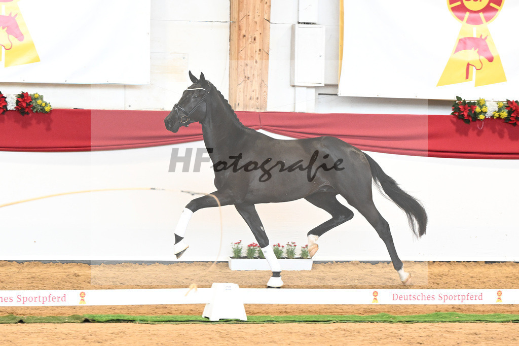 Kat-Nr. 45 Raven x Everdale_Rakelbusch_43230775 | hf-fotografie - Realisiert mit Pictrs.com