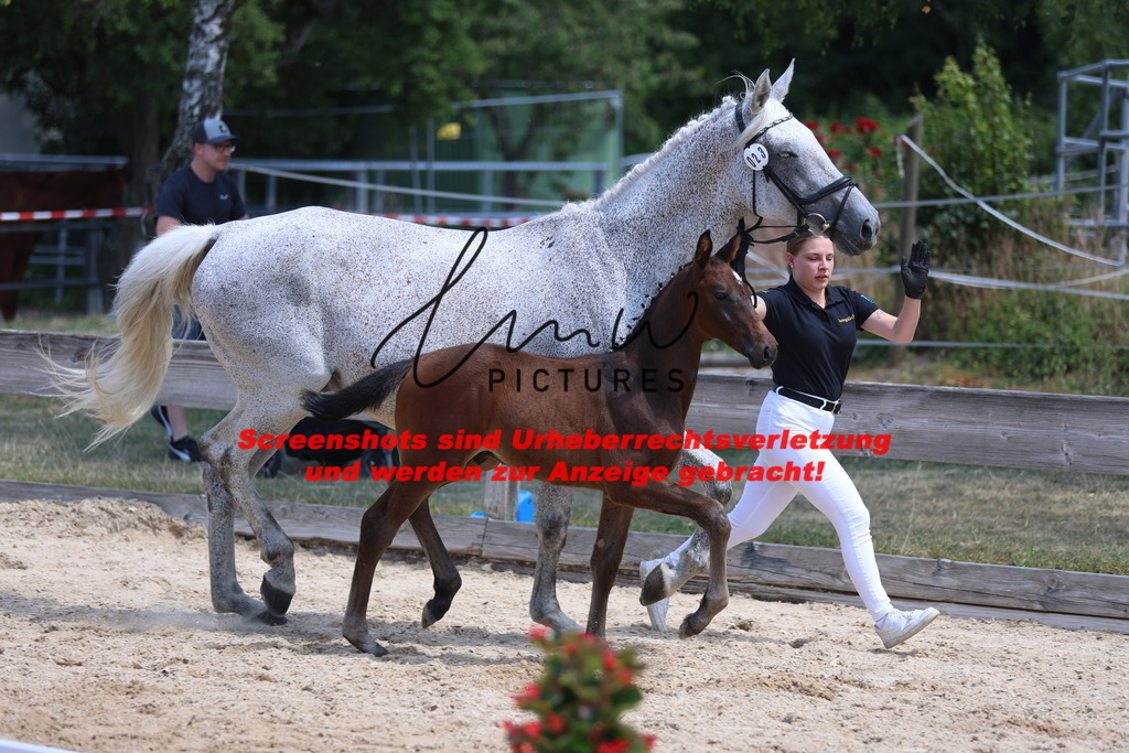 Fohlenschau_Schwäbisch_Hall_springbetonte_Fohlen_KN 23_4 | lmwpictures - Realisiert mit Pictrs.com