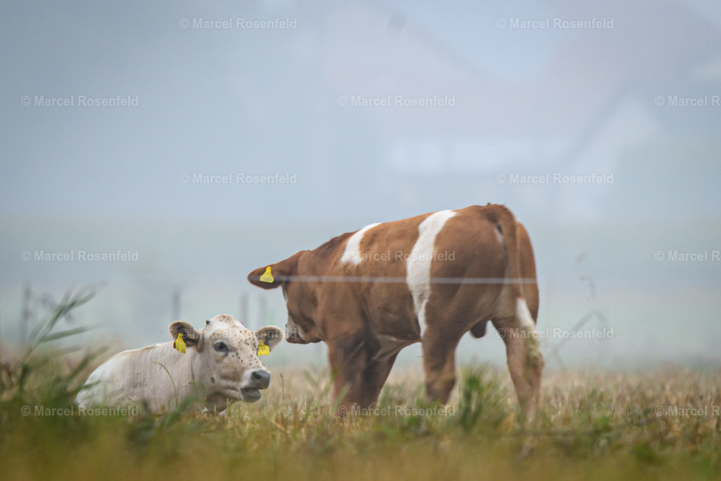 _DSC2618 | foto-rosenfeld