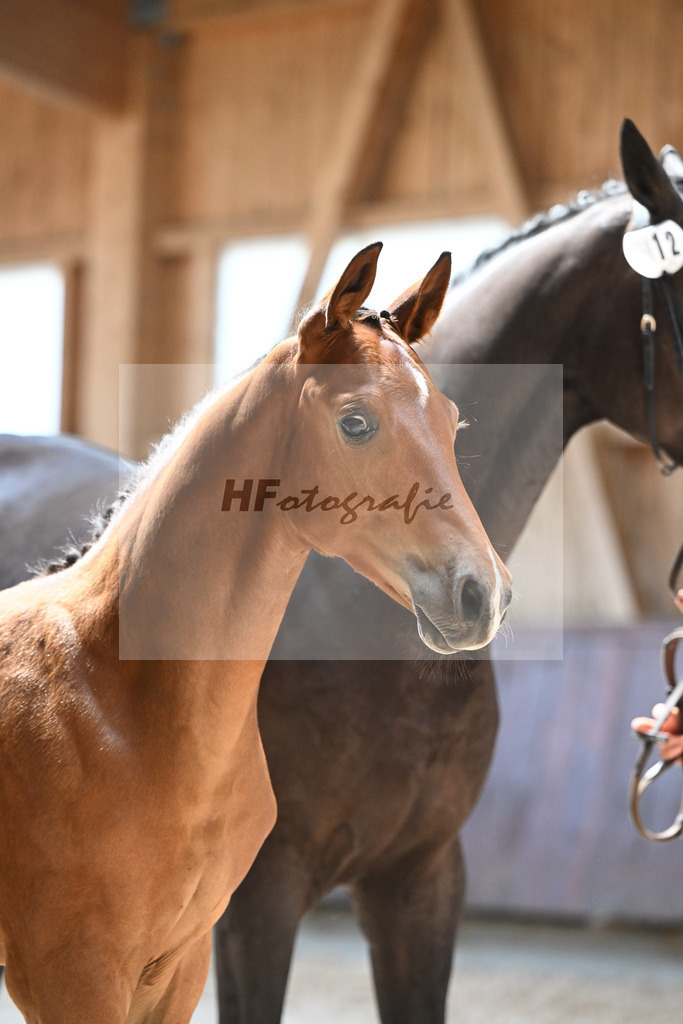 Kat-Nr. 12 HF Diablue PS x Origi d O_Stoeger_32240527 | hf-fotografie - Realisiert mit Pictrs.com