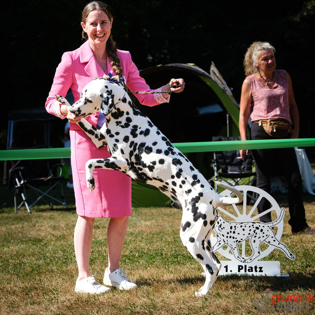 Dalmatiner DZGD CDF in Hilden | Dalmatiner, Regionalgruppenausstellung DZGD / CDF) in Hilden. Richterin Margrit Martegani.  in Hilden  04.09.2022 Foto: Leo Wyden