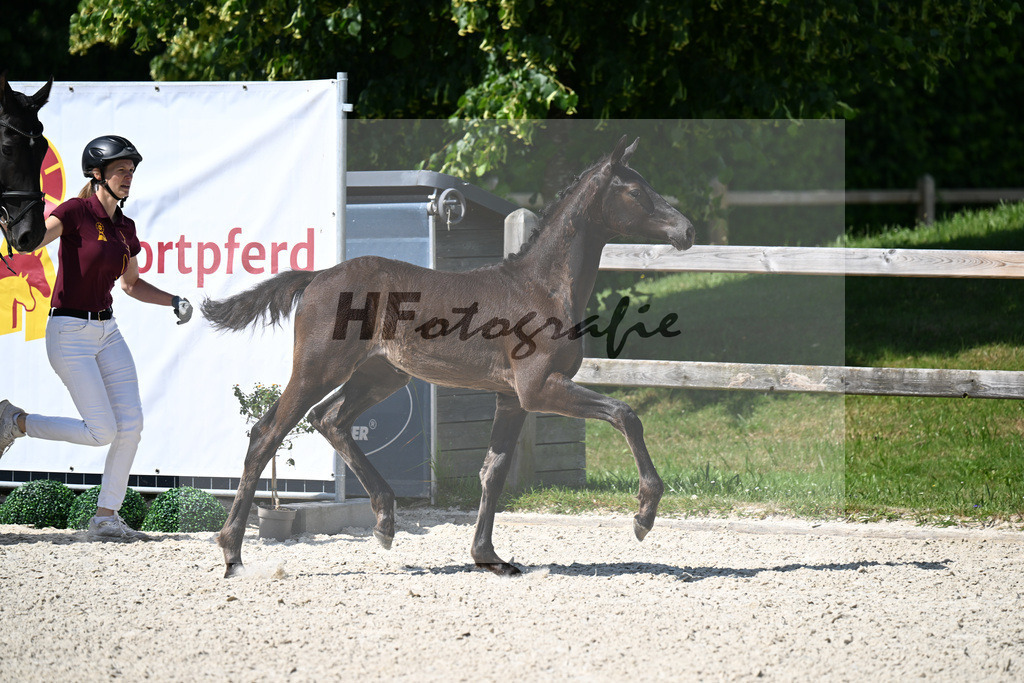 Kat-Nr. 4 Glamdale I WP x Fuersten-Look_SF_Waldner_15250143 | hf-fotografie - Realizzato con Pictrs.com