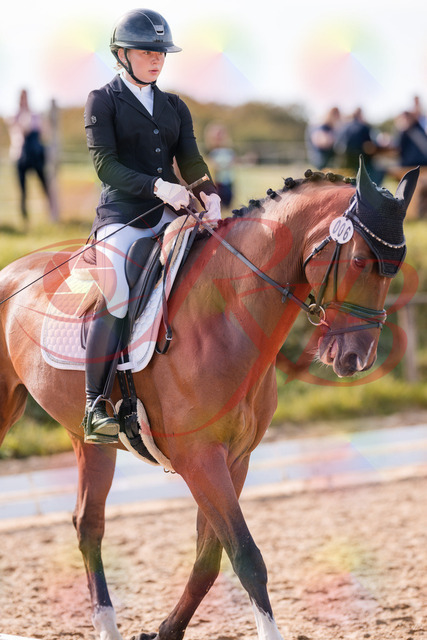 2026_10_03_Siefer-Hof_131711_Z81_65818722 | Professionelle Reitsport-, Turnier- und Eventfotografie von Robert Broda. Galerien mit ausgewählten und bearbeiteten Bildern direkt online ansehen und bestellen.