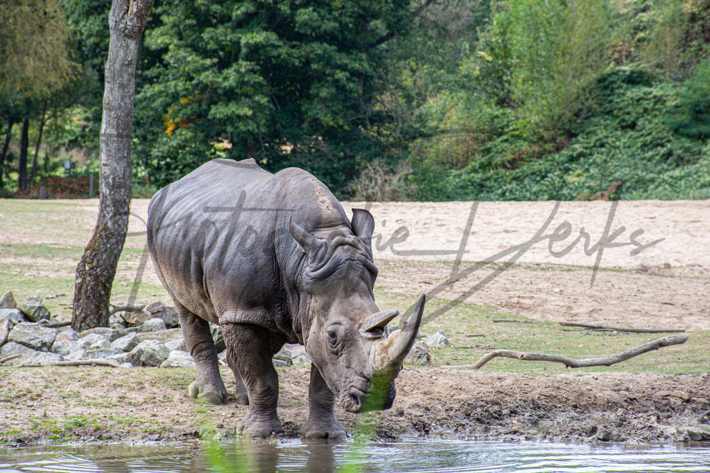 Tiere 3-1 | fotografie-derks - Realisiert mit Pictrs.com