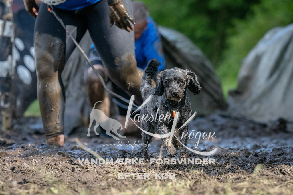 1536_ZZ91715 | kk-dogfotos