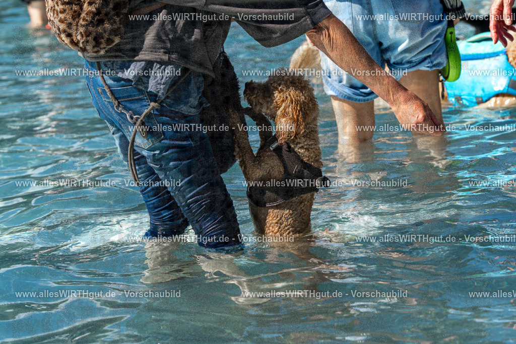 Hundeschwimmen_Volksbad_2026-allesWIRTHgut_Tierfotografie-2609061306-FAY06667 | Professionelle Tierfotografie in Mönchengladbach von Daniel Wirth (allesWIRTHgut). Liebevolle & natürliche Bilder von Hunden & Katzen für unvergessliche Erinnerungen.