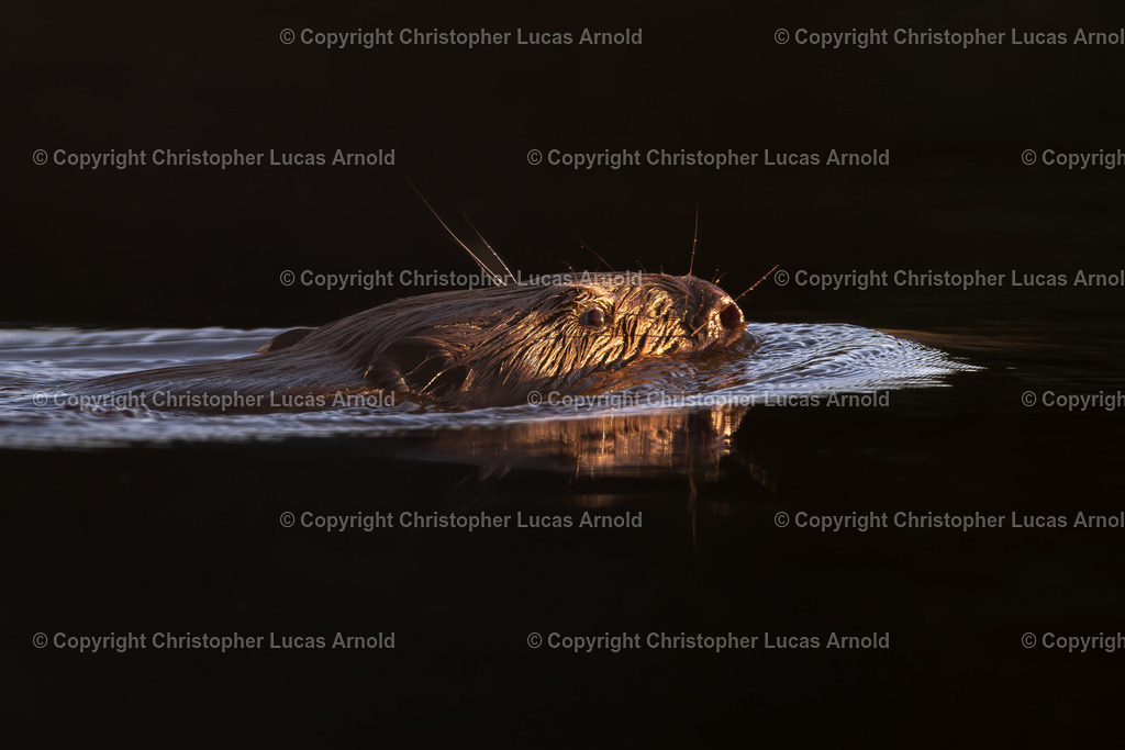 Biber | bildkomponist - Realisiert mit Pictrs.com