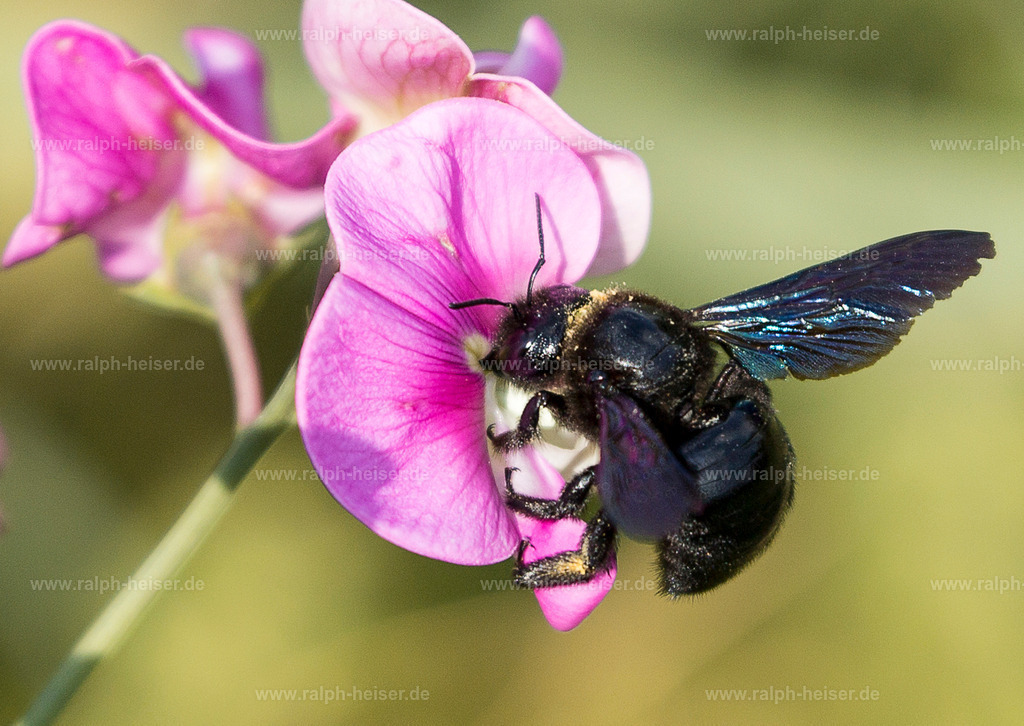 _MG_7868_02 | Wandbilder, Bilder, Fotograf in Marburg, Tierbilder, Wandfotos, Bilder Shop, Günstige Bilder, Schwarz-Weiß Bilder, Ralph Heiser
