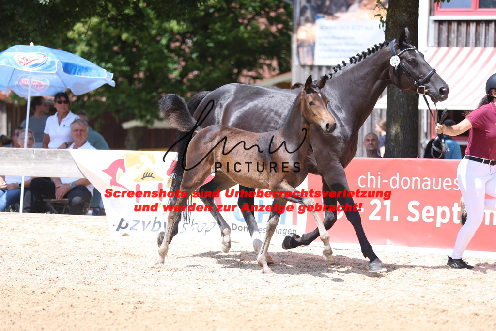 Fohlenschau_Schwäbisch_Hall_springbetonte_Fohlen_KN 29_2 | lmwpictures - Realisiert mit Pictrs.com