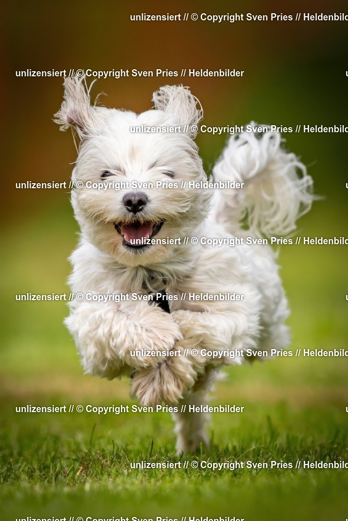 Sven Pries | 2024-09-22 - Hunderennen Baden-BadenPudelverein - Realisiert mit Pictrs.com