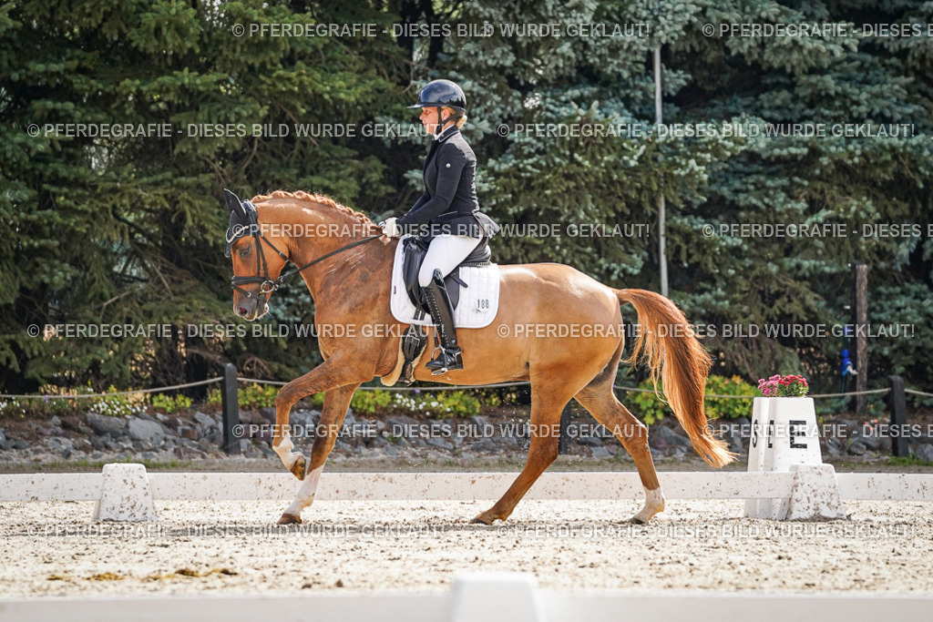 DSC06987 | Pferdegrafie