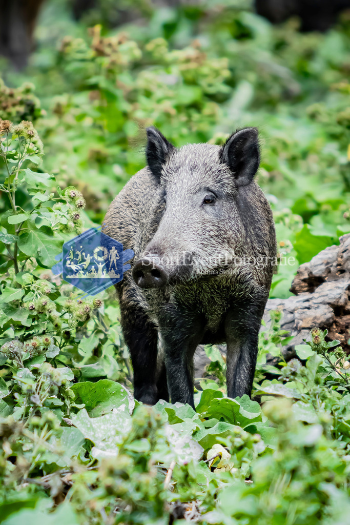 IMG_3088 | SportEventFotografie - Roman Stoiber