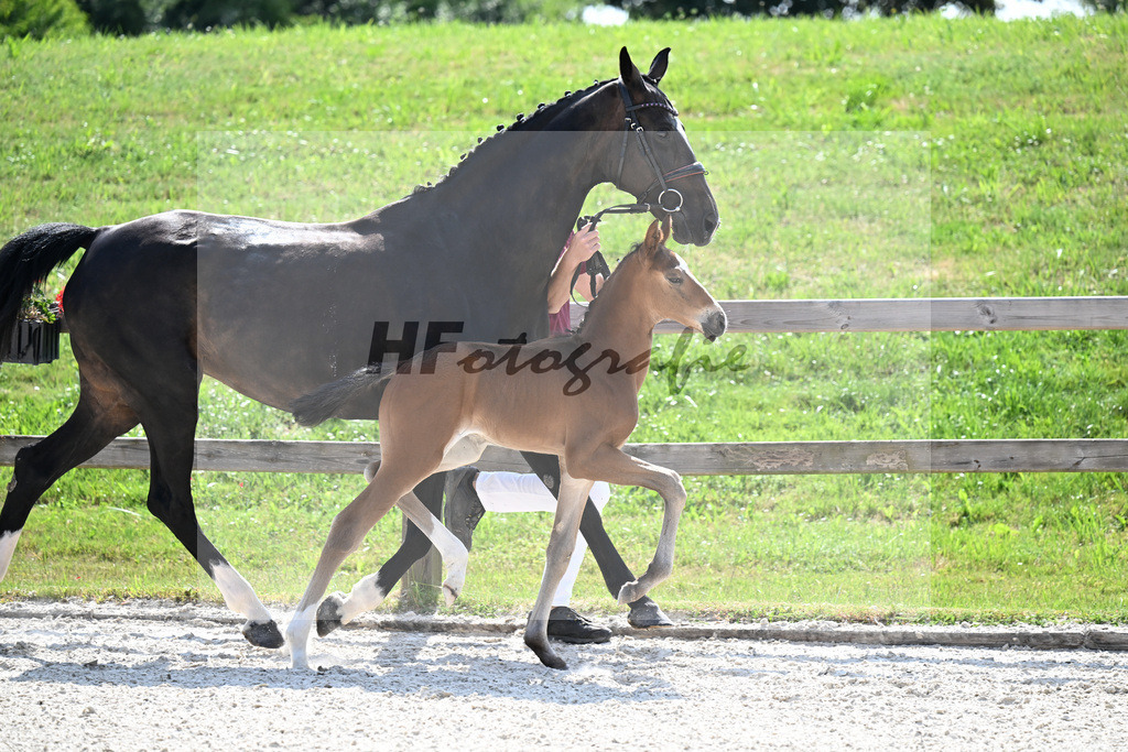 Kat-Nr. 46 Entertainer Number One x Diamond Hit_HF_Fischer_15251250 | hf-fotografie - Realisiert mit Pictrs.com