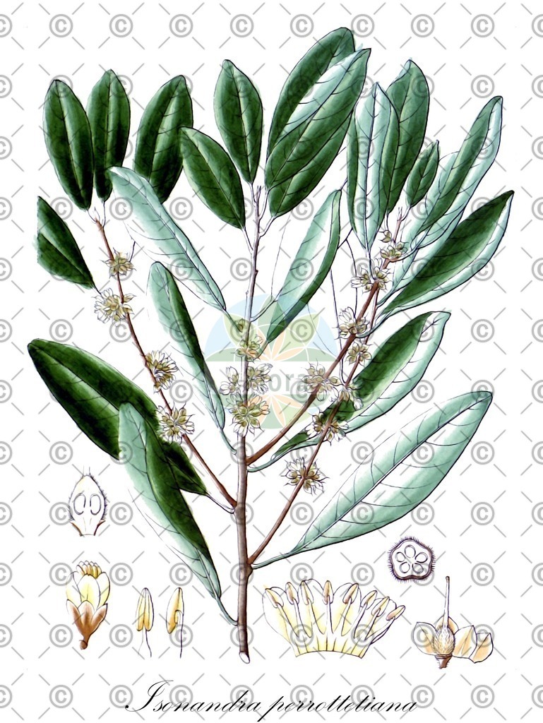 HistAbb_wfo-0000790815_1_ENZY_Simple | Historische Abbildung von Isonandra perrottetiana - Sapotaceae | Historical Illustration of Isonandra perrottetiana - Sapotaceae