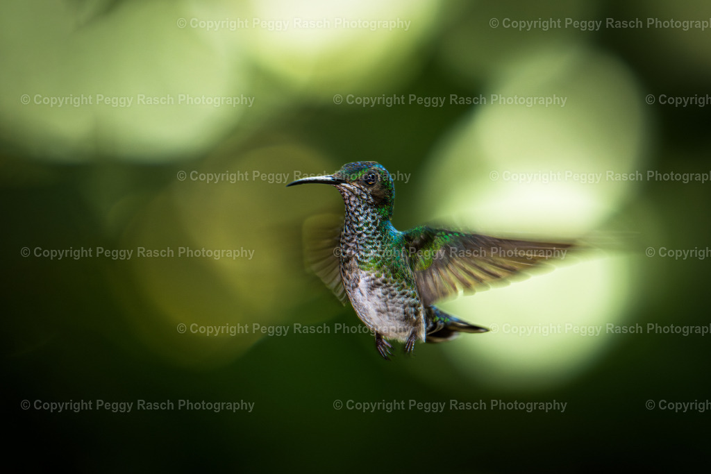 Kolobris (3) | PeggyRaschPhotography - Realisiert mit Pictrs.com