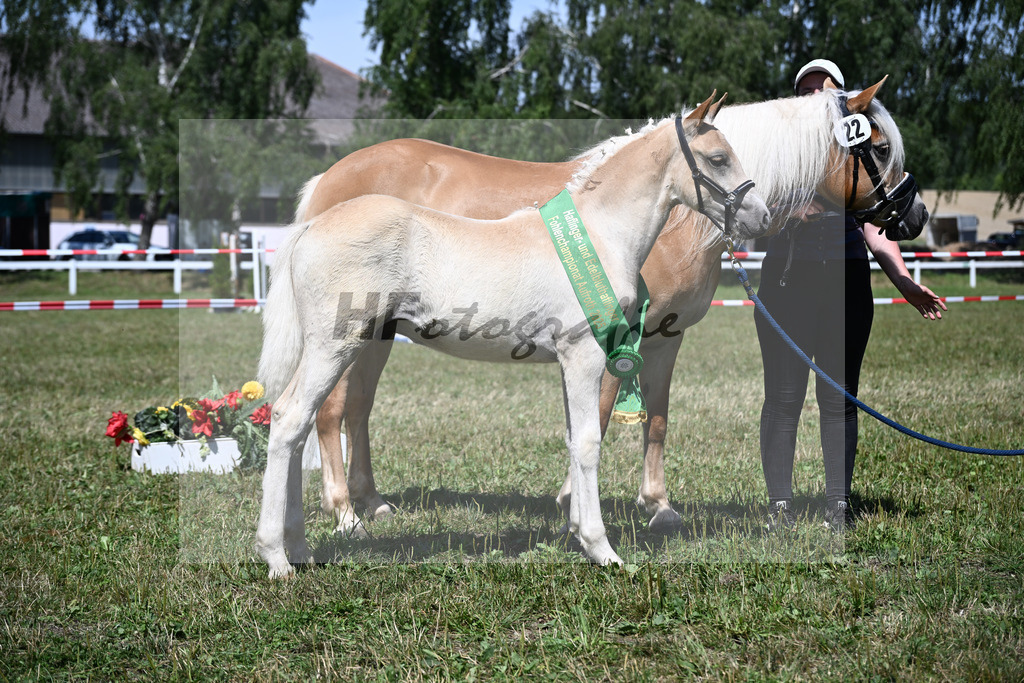 Kat-Nr. 22 HF v. Barion x Auryn_Stecher_22250793 | hf-fotografie - Realizzato con Pictrs.com