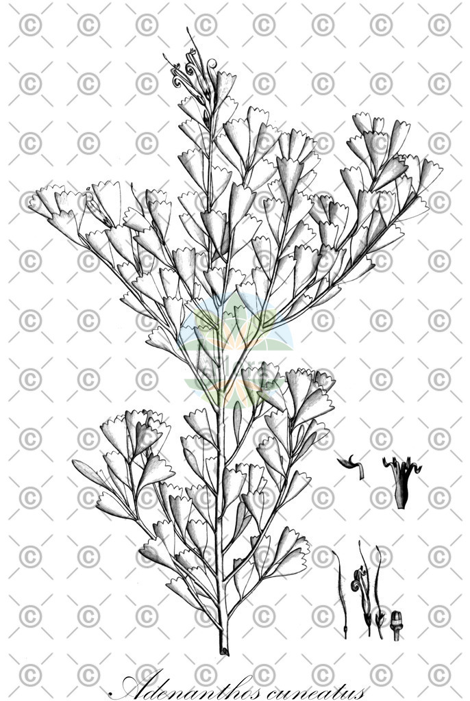 HistAbb_wfo-0000519852_1_ENZY_Simple | Historische Abbildung von Adenanthos cuneatus - Proteaceae | Historical Illustration of Adenanthos cuneatus - Proteaceae