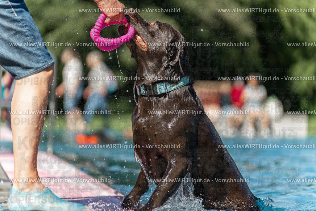 Hundeschwimmen_Volksbad_2026-allesWIRTHgut_Tierfotografie-2609061156-110637-7R509978 | Professionelle Tierfotografie in Mönchengladbach von Daniel Wirth (allesWIRTHgut). Liebevolle & natürliche Bilder von Hunden & Katzen für unvergessliche Erinnerungen.