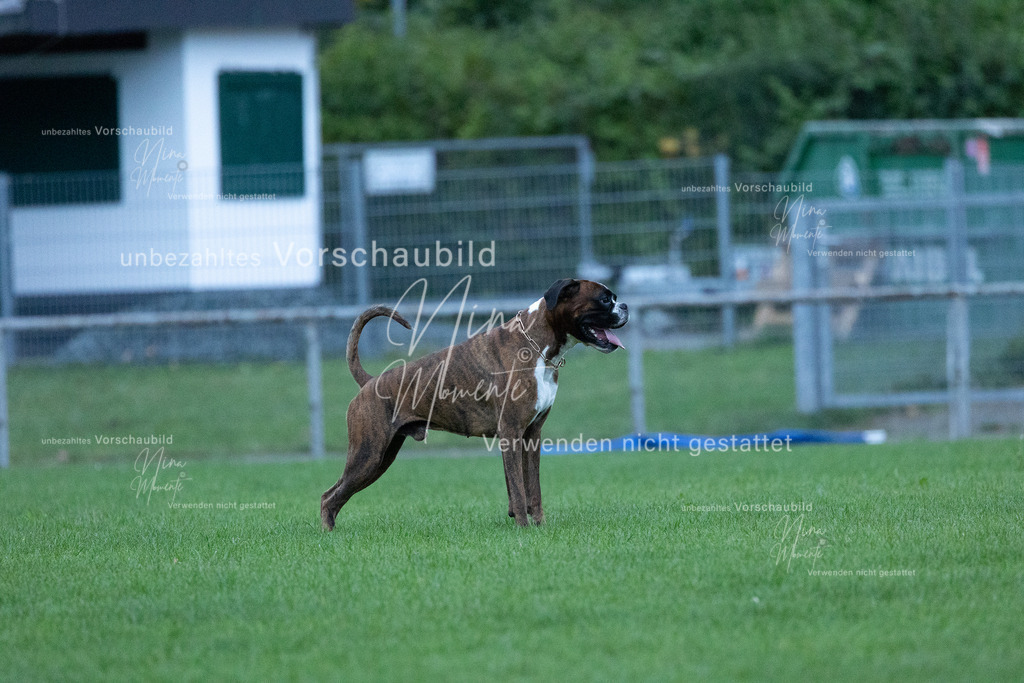 _16A4426 | Einzigartige Fotos von Hunden & Menschen –Actionfotos, Portraits, Vereinsaufnahmen & Paarshootings – authentisch, lebendig & mit Herz.