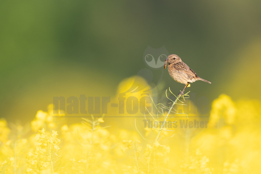 R6M35025_20260507 | Ein weibliches Schwarzkehlchen (Saxicola rubicola) sitzt auf einem dünnen Stängel inmitten eines Rapsfeldes. Es hält ein braunes Insekt oder eine Larve fest in seinem Schnabel, was auf Nahrungssuche oder Fütterung hindeutet. Der Hintergrund ist unscharf und zeigt leuchtend gelbe Rapsblüten im unteren Bereich, die in ein weiches Grün übergehen. - Realisiert mit Pictrs.com