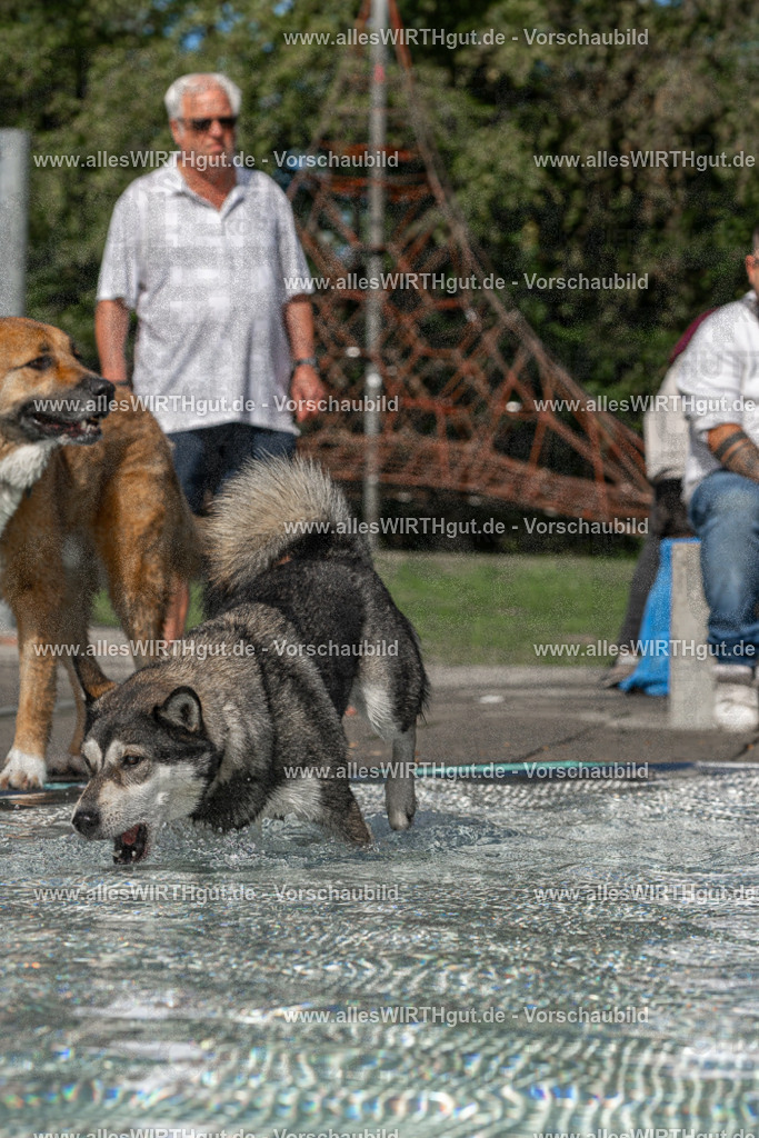 Hundeschwimmen_Volksbad_2026-allesWIRTHgut_Tierfotografie-2609061457-FAY07023 | Professionelle Tierfotografie in Mönchengladbach von Daniel Wirth (allesWIRTHgut). Liebevolle & natürliche Bilder von Hunden & Katzen für unvergessliche Erinnerungen.