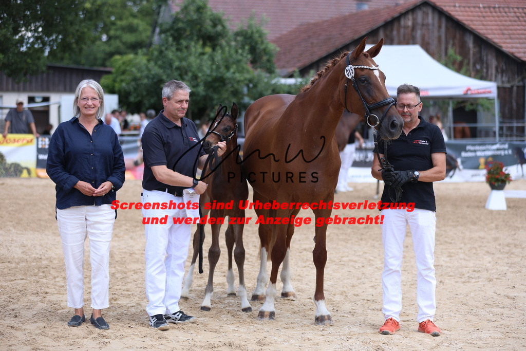 Fohlenschau_Schwäbisch_Hall_dressurbetonte_Fohlen_RESERVE SIEGER_KN 15_3 | lmwpictures - Realisiert mit Pictrs.com