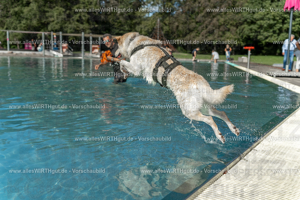 Hundeschwimmen_Volksbad_2026-allesWIRTHgut_Tierfotografie-2609061547-7R501894 | Professionelle Tierfotografie in Mönchengladbach von Daniel Wirth (allesWIRTHgut). Liebevolle & natürliche Bilder von Hunden & Katzen für unvergessliche Erinnerungen.