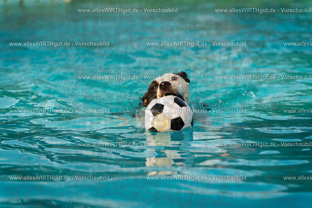 Hundeschwimmen_Grefrath_2026-allesWIRTHgut_Tierfotografie-15_08-7R509298 | Professionelle Tierfotografie in Mönchengladbach von Daniel Wirth (allesWIRTHgut). Liebevolle & natürliche Bilder von Hunden & Katzen für unvergessliche Erinnerungen.