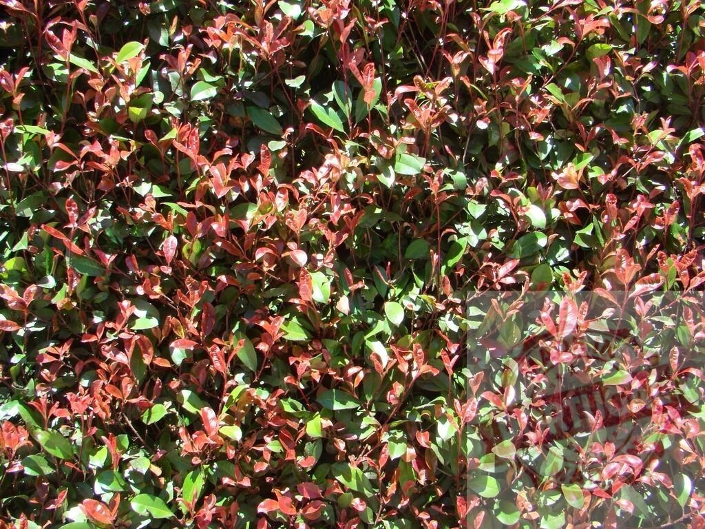 Bush showing many red and green leaves texture | Bush leaves exhibiting a natural pattern of red and green foliage - Realisiert mit Pictrs.com