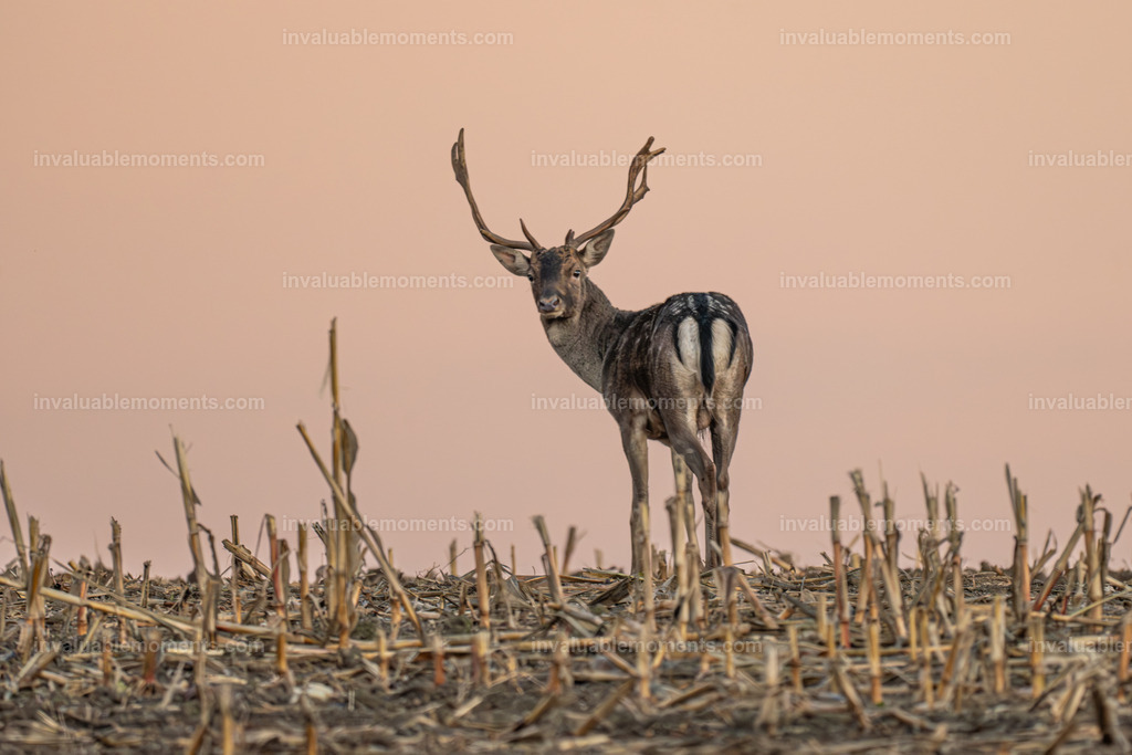 Rügen-24 | invaluablemoments.com - Realisiert mit Pictrs.com