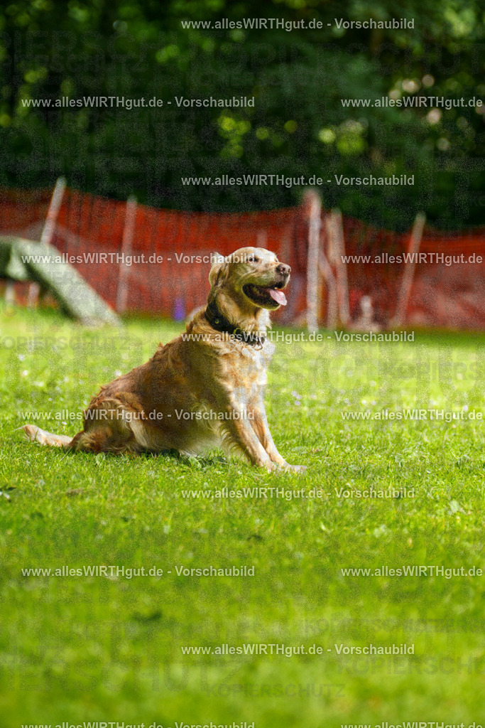@allesWIRTHgut_Tierfotografie - www.allesWIRTHgut.de - 093201-7R507275 | Professionelle Tierfotografie in Mönchengladbach von Daniel Wirth (allesWIRTHgut). Liebevolle & natürliche Bilder von Hunden & Katzen für unvergessliche Erinnerungen.